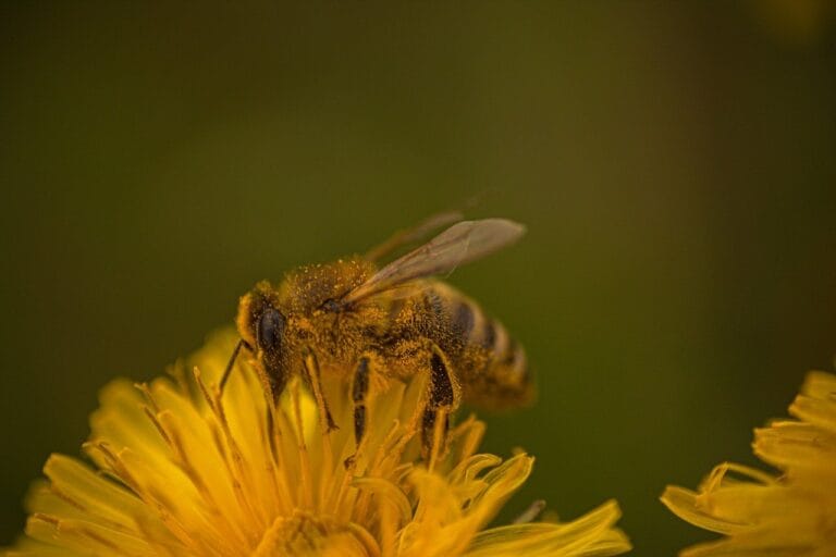 Bee collecting honey
