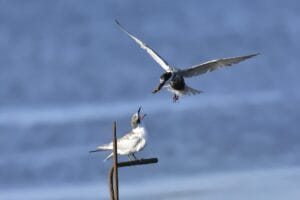 Bird feeding its offspring