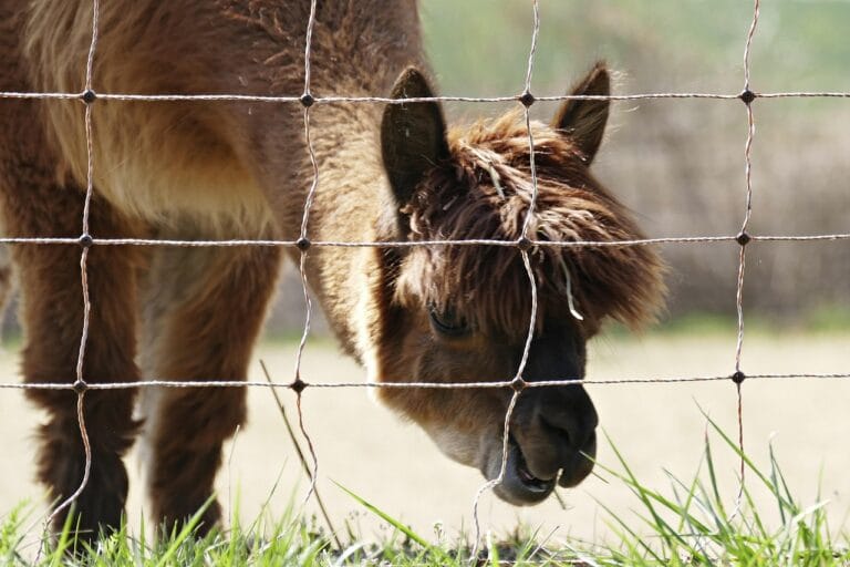 Electric fence to keep, with an alpaca inside