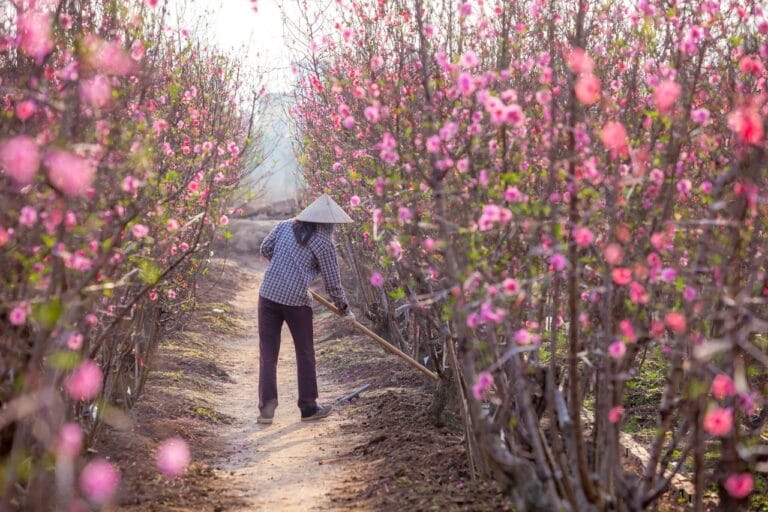 A farmer tending to flower plants