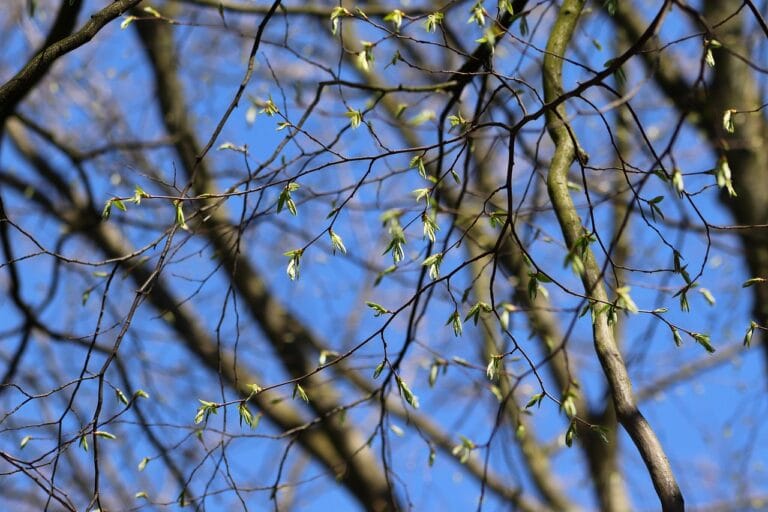 Spring growth on branches